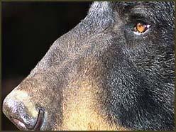 9b2c9-blackbear_ol_hunting1